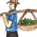 挑榴莲 carry durians