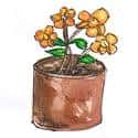 花盆 flowerpot