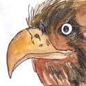 老鹰 老鹰 eagle