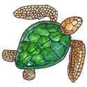 鳖 turtle