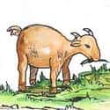 羊吃草 sheep grazing