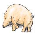 猪生病 pigs sick