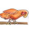 鹦鹉 parrot