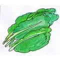 青菜 vegetables