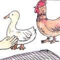 偷鸡鸭 steal chicken and duck