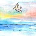 水鸟 seabirds