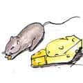 老鼠偷吃 rats eating