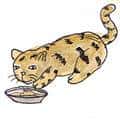 猫吃食物,猫吃东西,猫吃饲料 cat eating