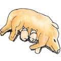 小猪吸奶,小猪吸母乳 piglets sucking milk