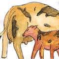 小牛吸奶 calf sucking milk