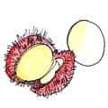红毛丹 rambutan