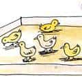 卖鸡鸭仔 selling chicks and ducklings