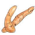 木薯 木薯 cassava