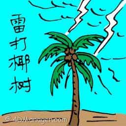 雷打椰树 lightning struck coconut tree