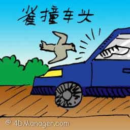雀撞车头 bird hit by a car