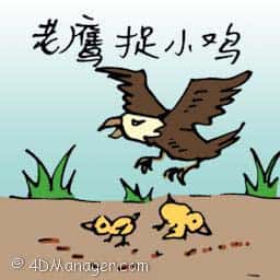 老鹰抓小鸡 eagle hunting