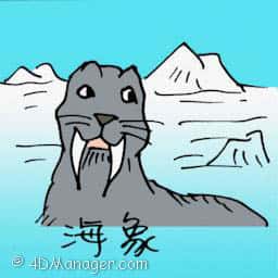 海象 walrus
