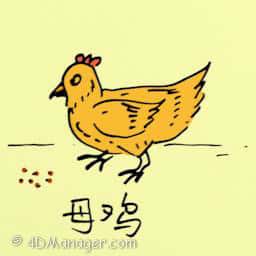 母鸡 hen