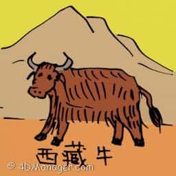 西藏牛 tibetan cow