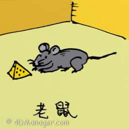 老鼠 rat