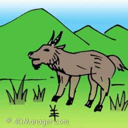 羊 goat