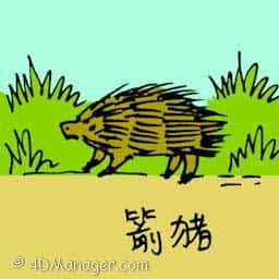 针猪 porcupine 