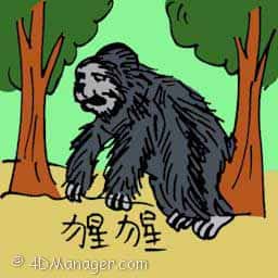 猩猩 gorilla