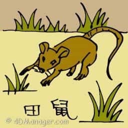 田鼠 field mouse