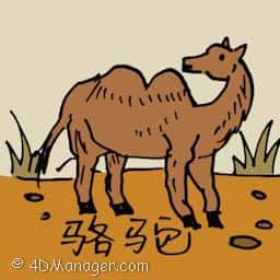 双峰驼 camel