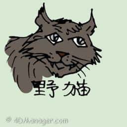野猫 wild cat