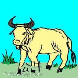 西农牛 bull