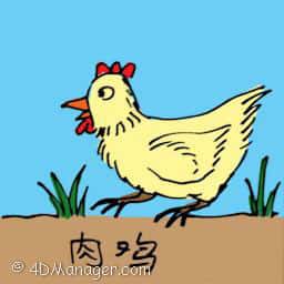 肉鸡 broiler chicken