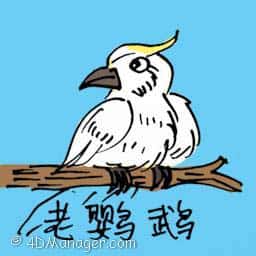 鹦鹉 old parrot