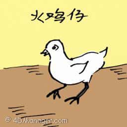 火鸡仔 young turkey