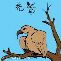 老鹰 vulture