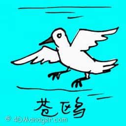 苍鸥 gull