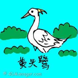 黄头鹰 yellow heron