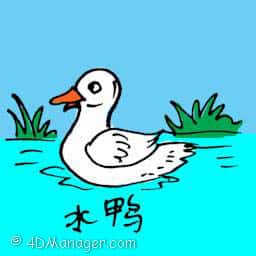 水鸭 river duck