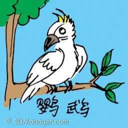 鹦鹉 parrot