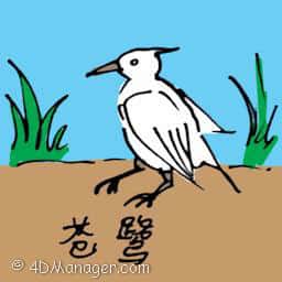 苍鹭 common egret