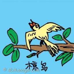 椋鸟 starling