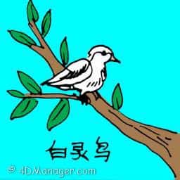 白灵鸟 lark