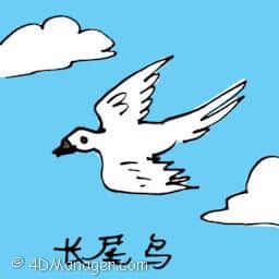长尾鸟 long tail bird