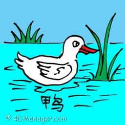 鸭 house duck