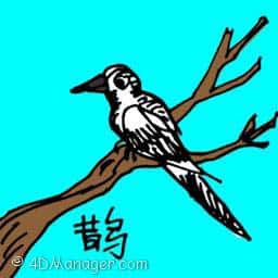 鹊 magpie