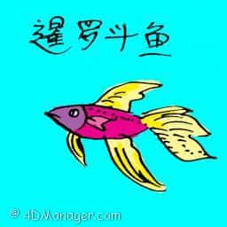 累鸫 siamese fighting fish
