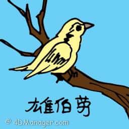 雄伯劳 male shrike