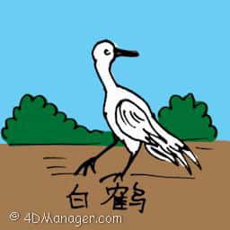 白鹤 white crane