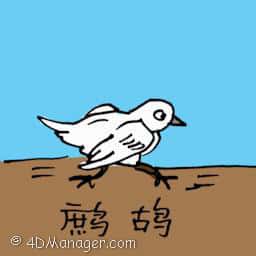 鹧鸪 partridge