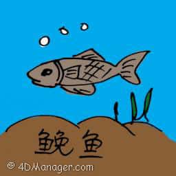 ?鱼 sciaena umbra